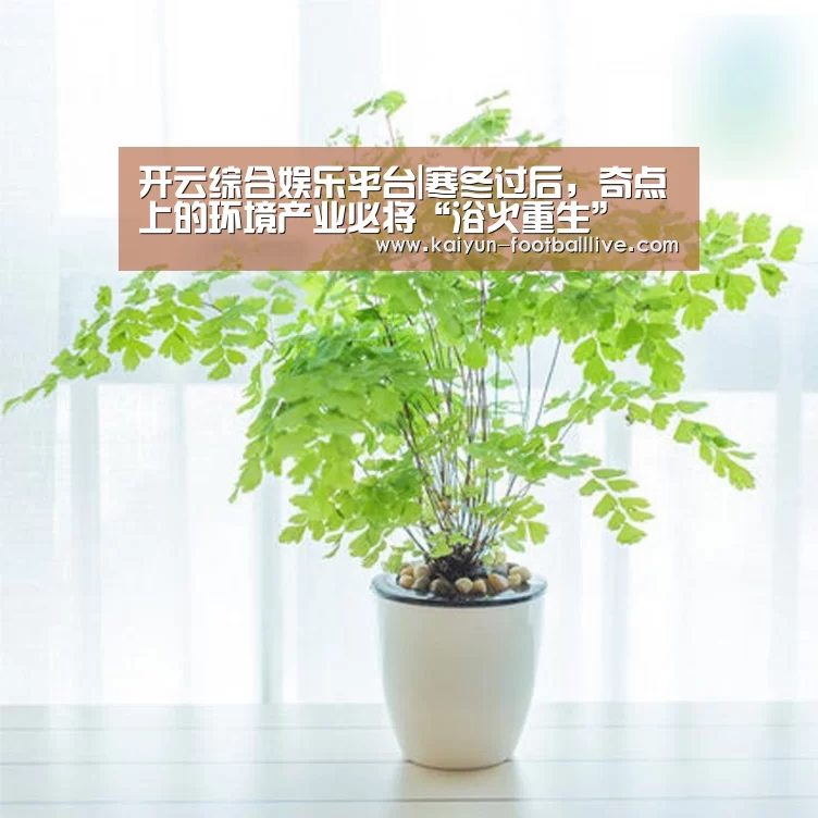 开云体育娱乐平台